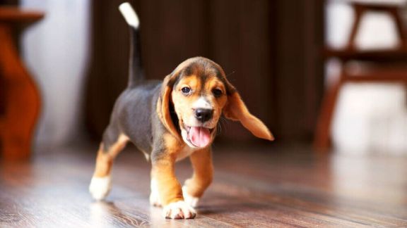 Уход за щенком с 1 по 5 месяц – как правильно кормить щенка – ProPlan